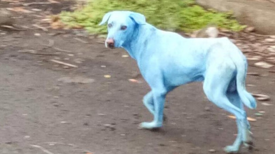 Contaminación química provoca que perros callejeros se pinten de azul