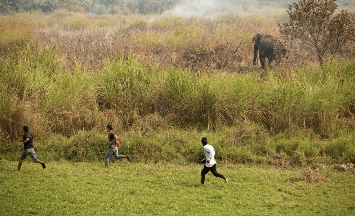 Personas en la India corren al lado de un elefante