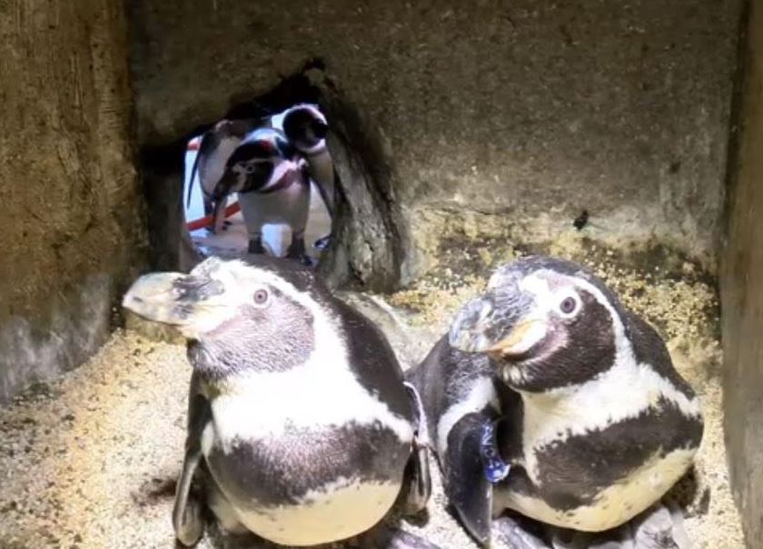 pinguinos en el acuerio de veracruz
