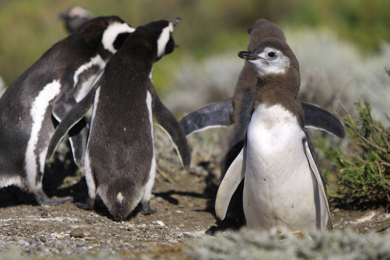 pingüinos, patagonia, Argentina, ambientalistas