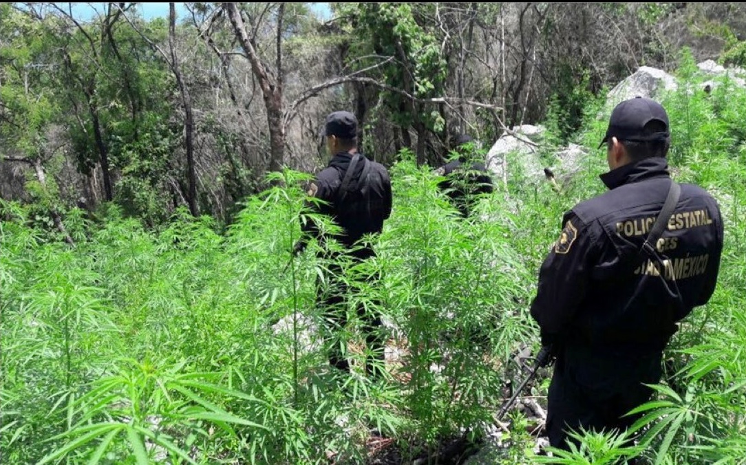 Localizan dos plantíos de marihuana en Edomex