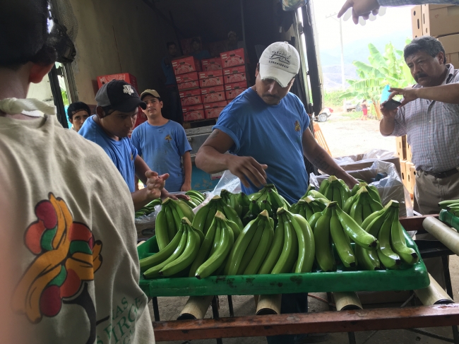 Producción de plátano Hecho en México
