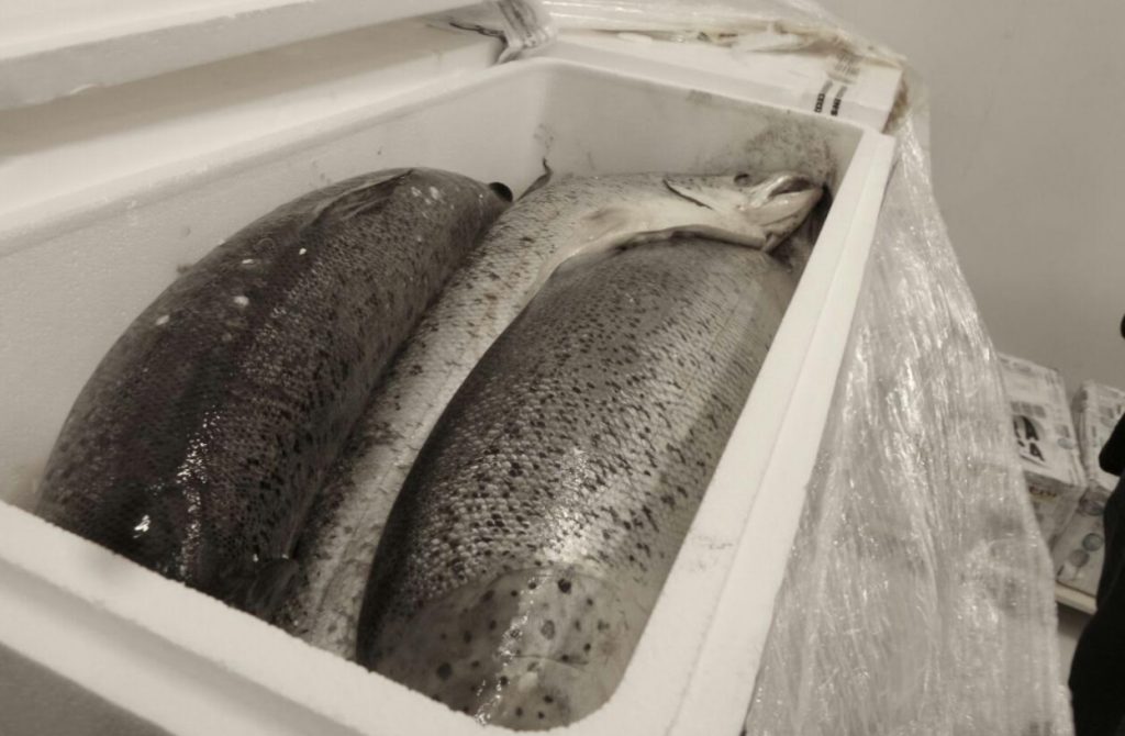 Aseguran media tonelada salmón aeropuerto CDMX
