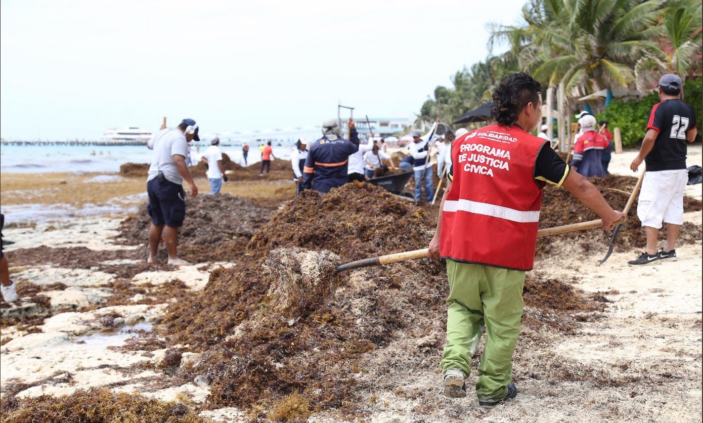 Recolectan más de 100 toneladas de sargazo en costas de Yucatán