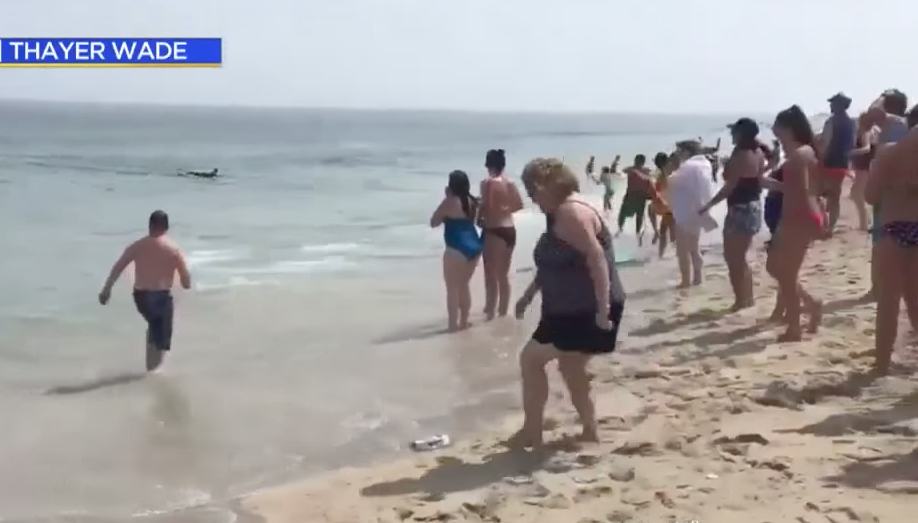 Video: ataque de tiburón provoca pánico en una playa con surfistas