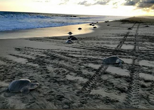Arriban 150 mil tortugas golfinas a Oaxaca