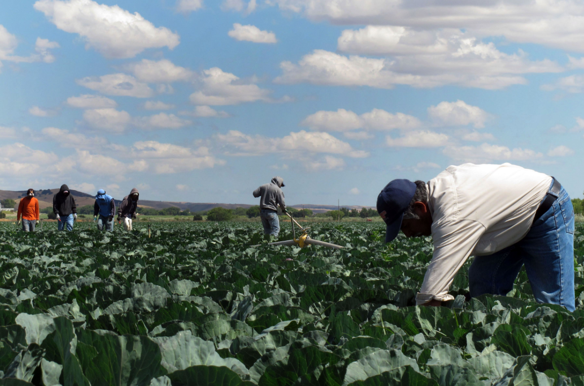 Trabajadores mexicanos realizan labores California, EU. (AP, archivo)
