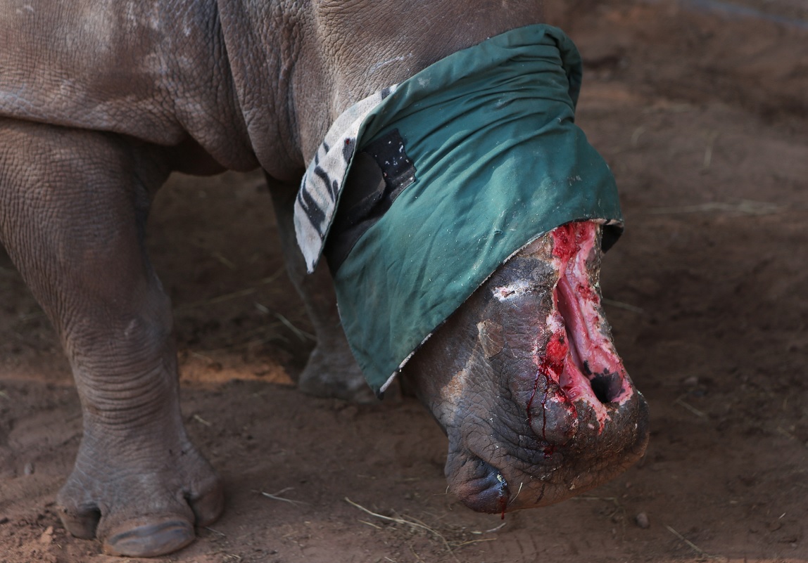 Sudáfrica pone en marcha subasta de cuernos de rinoceronte