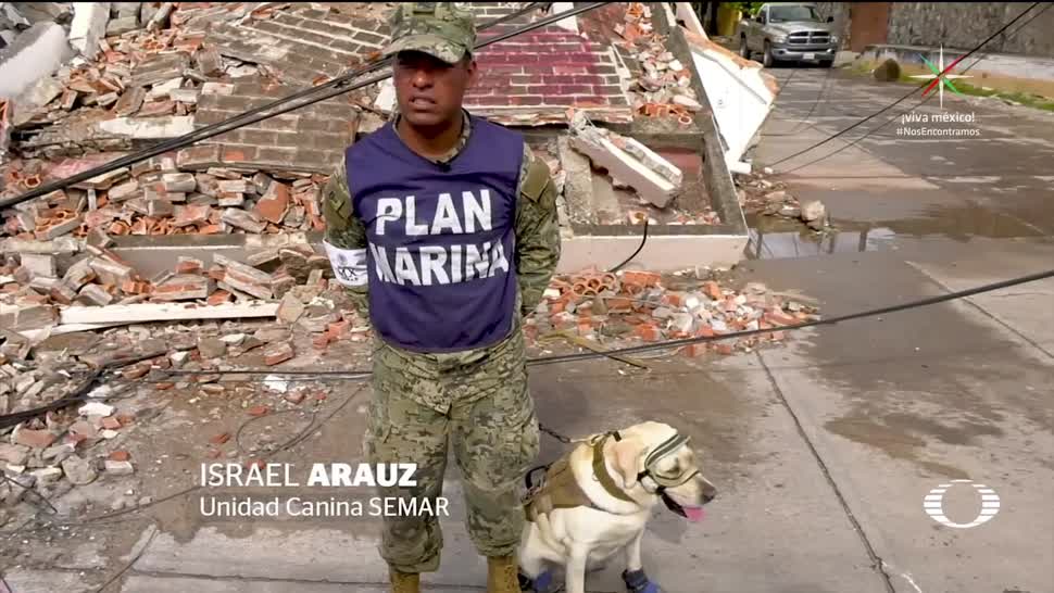 ‘Frida’, la perra labrador rescatista ya está en Oaxaca