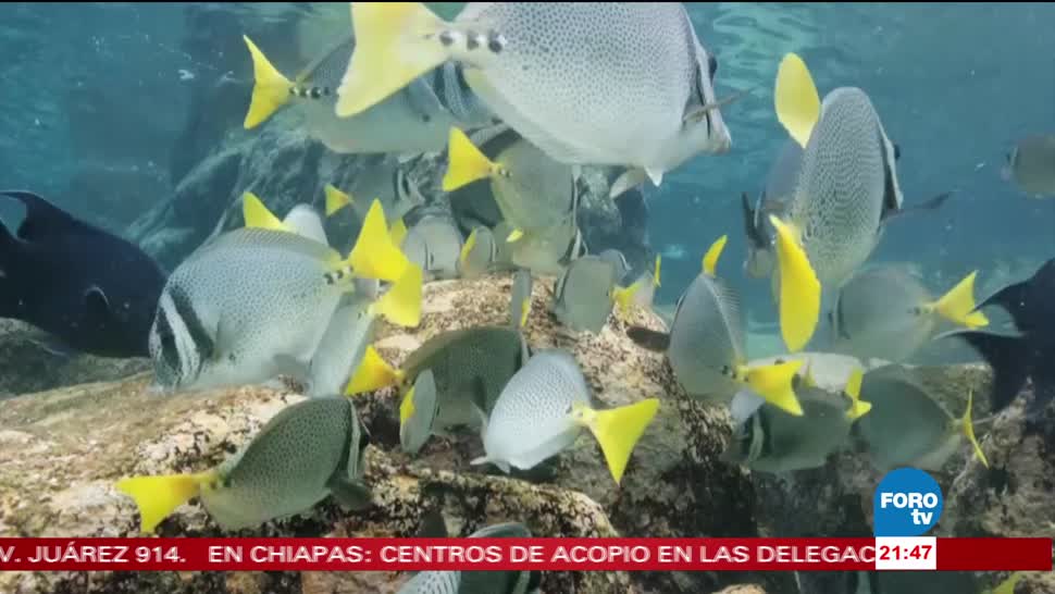 Piden aumentar áreas marinas protegidas en México