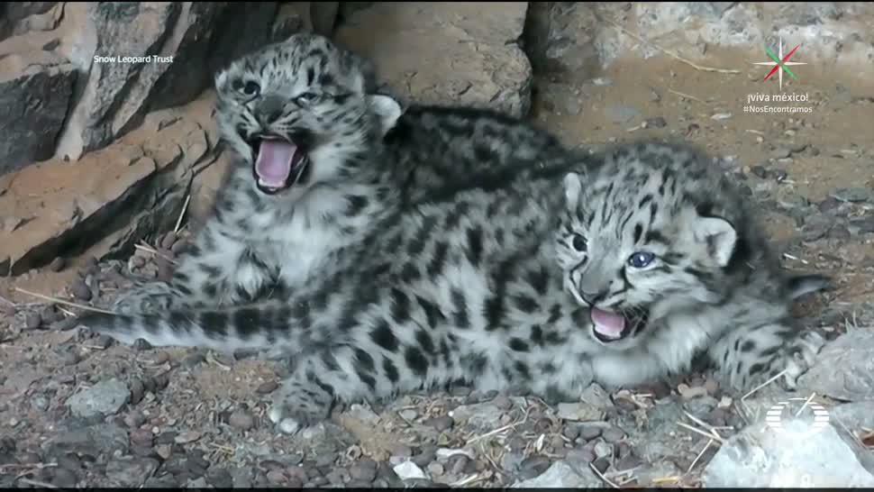 Leopardo de las nieves ya no está en peligro de extinción