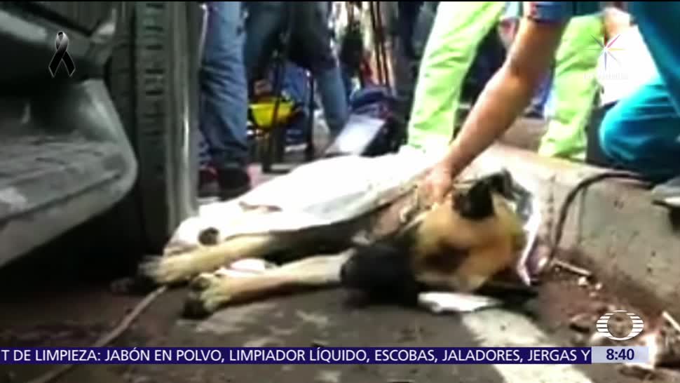 Titán y los perros rescatistas que son héroes tras terremoto en CDMX