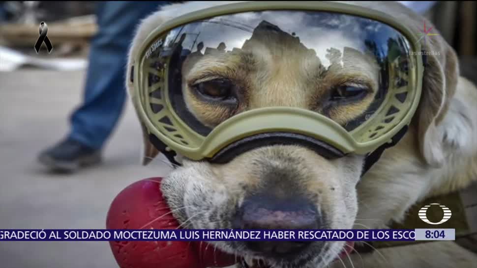 Perros héroes rescatan a personas entre escombros en la CDMX