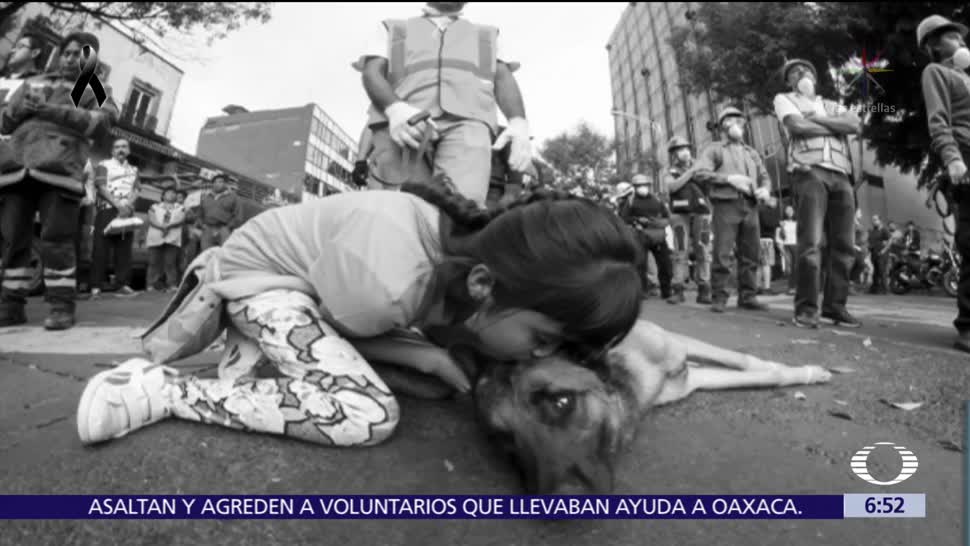 Niña besa a perro rescatista en derrumbe de Álvaro Obregón 286