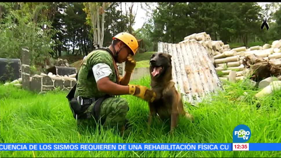 Binomios caninos de Sedena, clave en rescates tras sismos