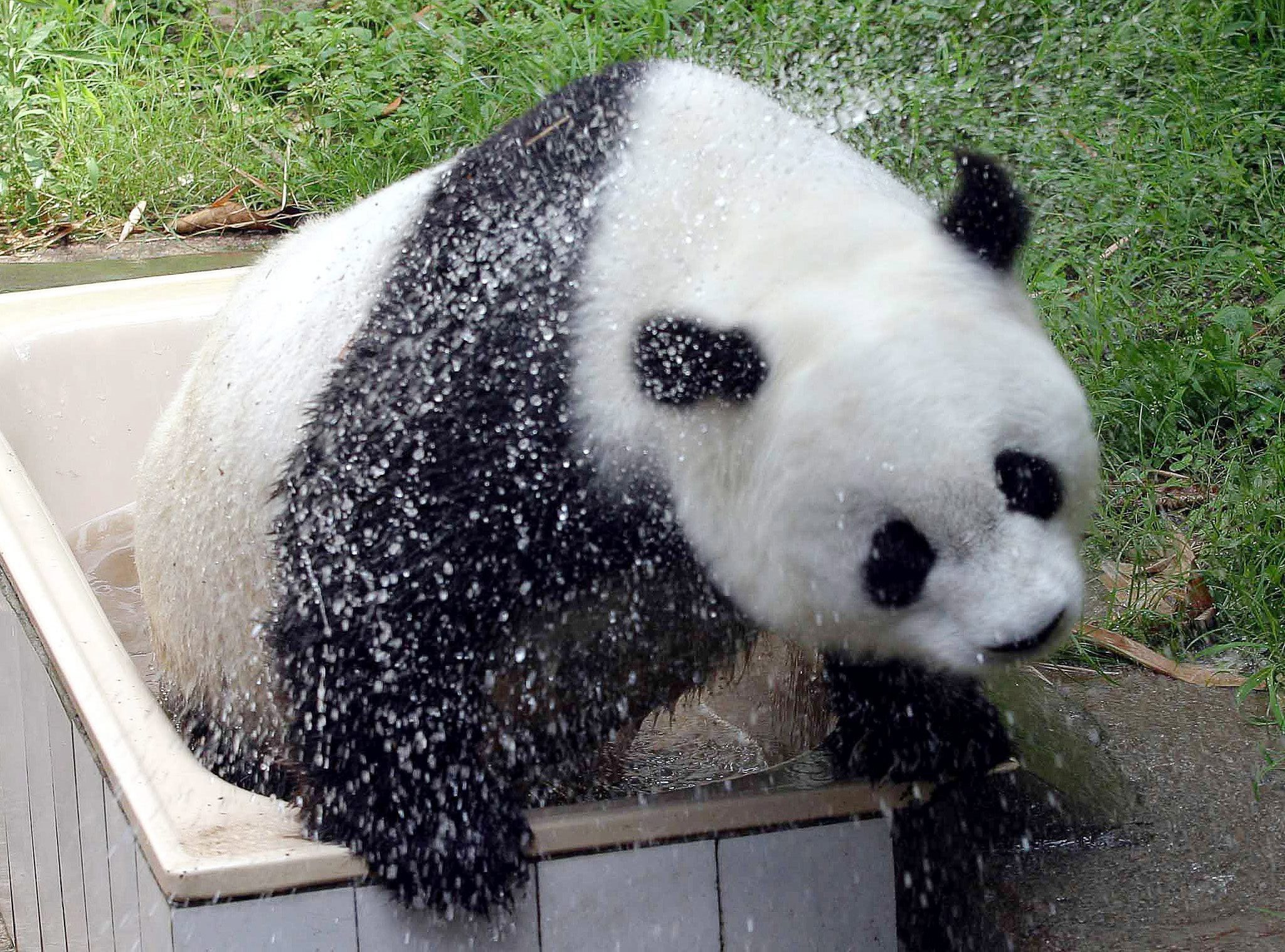 osa panda longevo mundo muere china