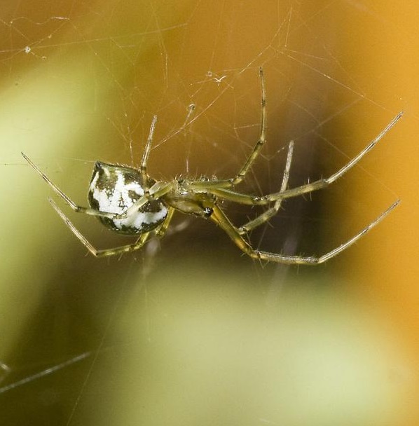 Conoce las 7 arañas que probablemente verás mucho en septiembre