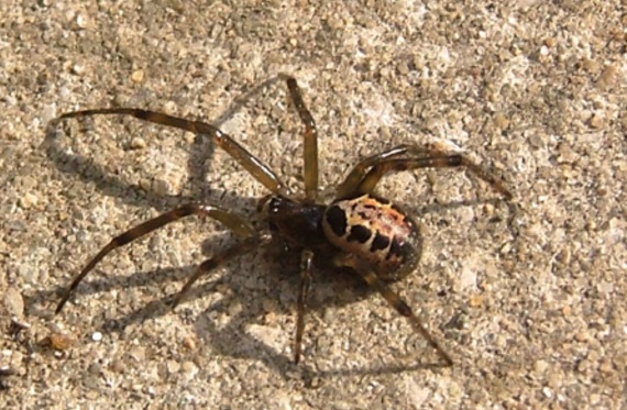 Conoce las 7 arañas que probablemente verás mucho en septiembre