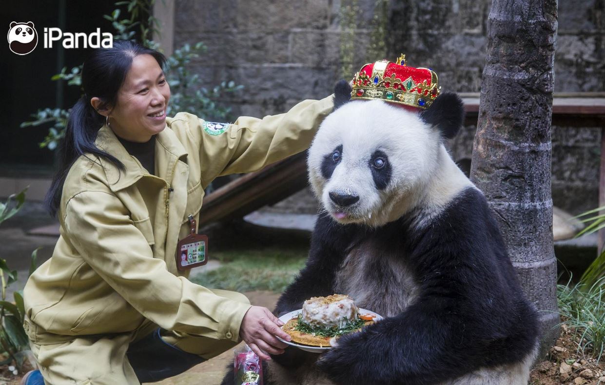osa panda longevo mundo muere china