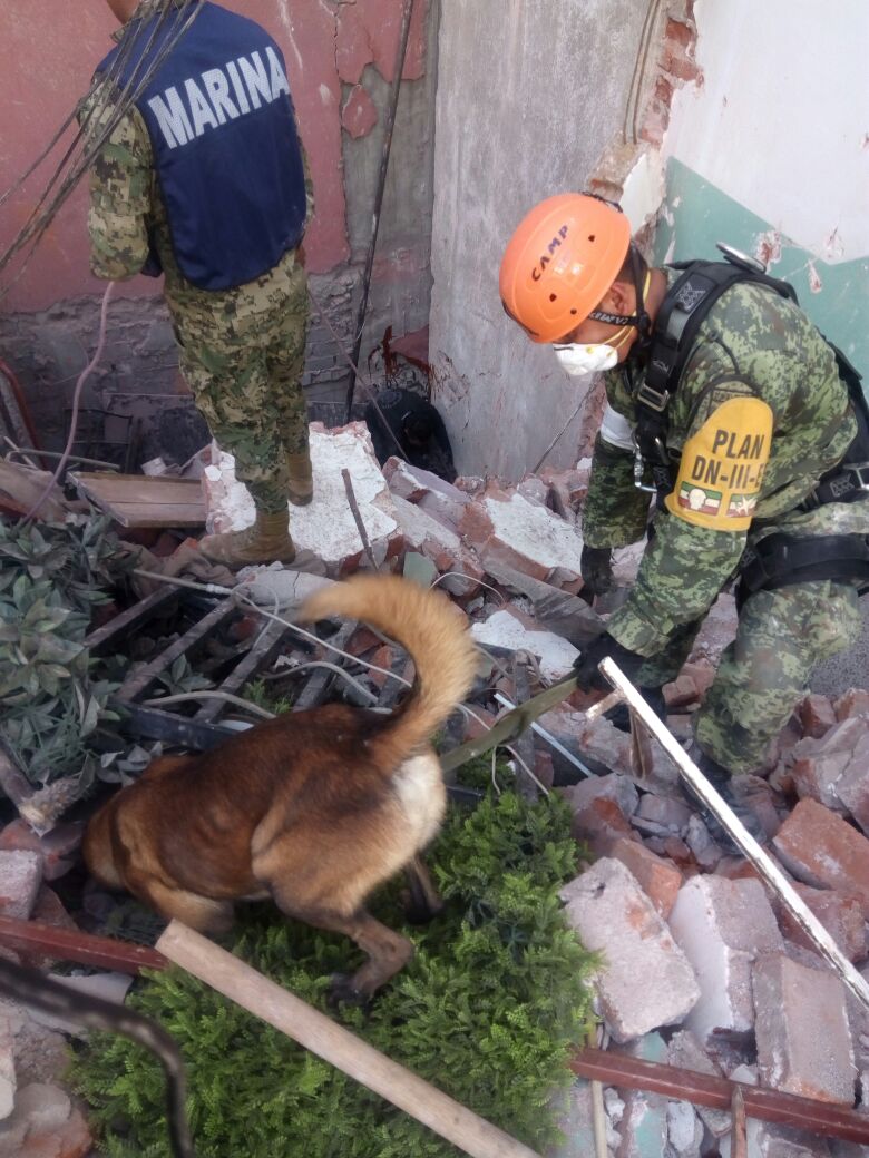 Binomio canino de la Sedena labora en rescate tras sismo