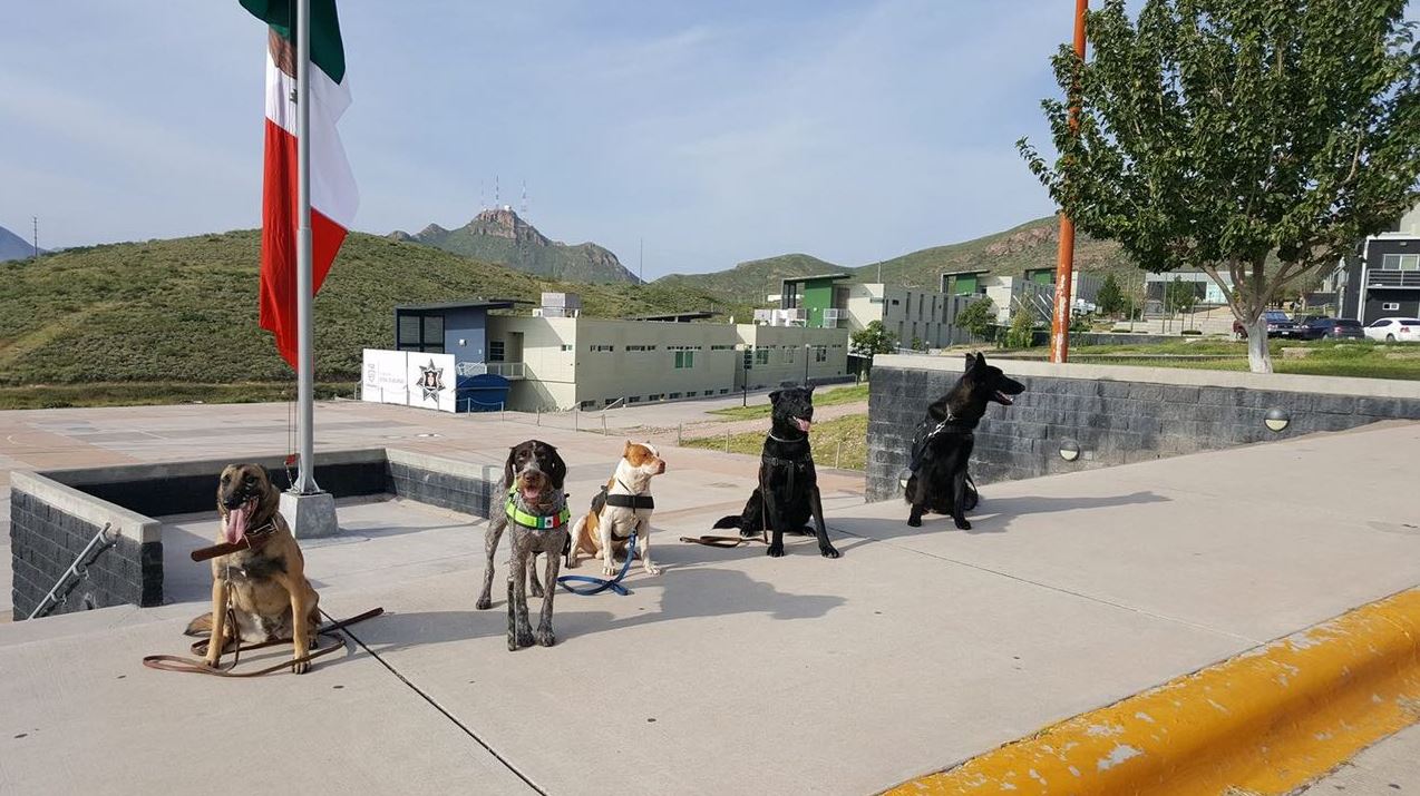 binomios caninos rescate sismo perros adiestrados