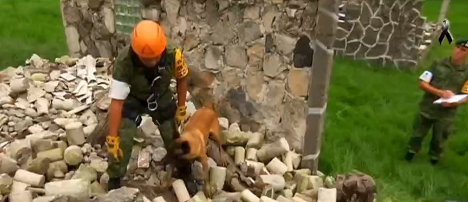 Laboran binomios caninos de la Sedena. (Noticieros Televisa)