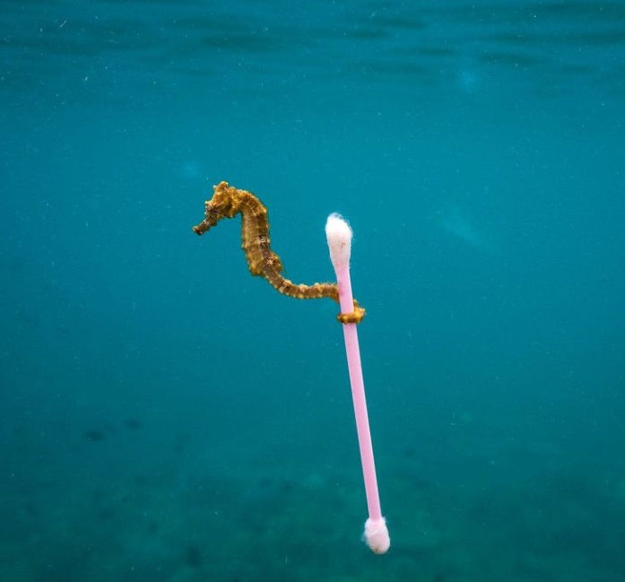 Foto de caballito de mar muestra salud de los océanos del mundo