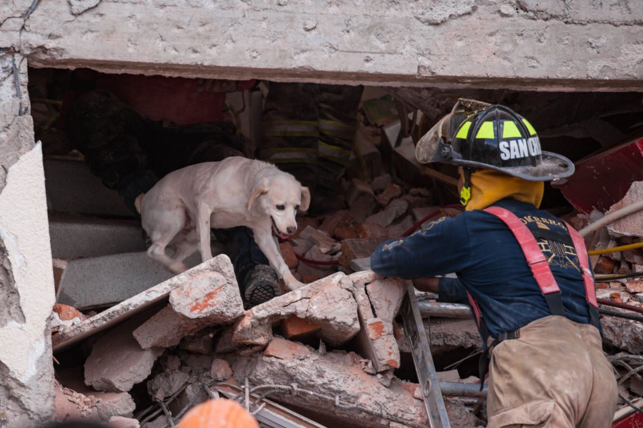 caninos de la unam rescatan vidas tras sismo