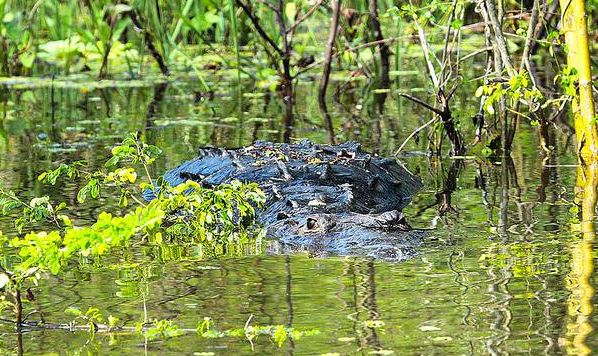 Autoridades de Yucatán protegen al cocodrilo moreletti de la caza ilegal