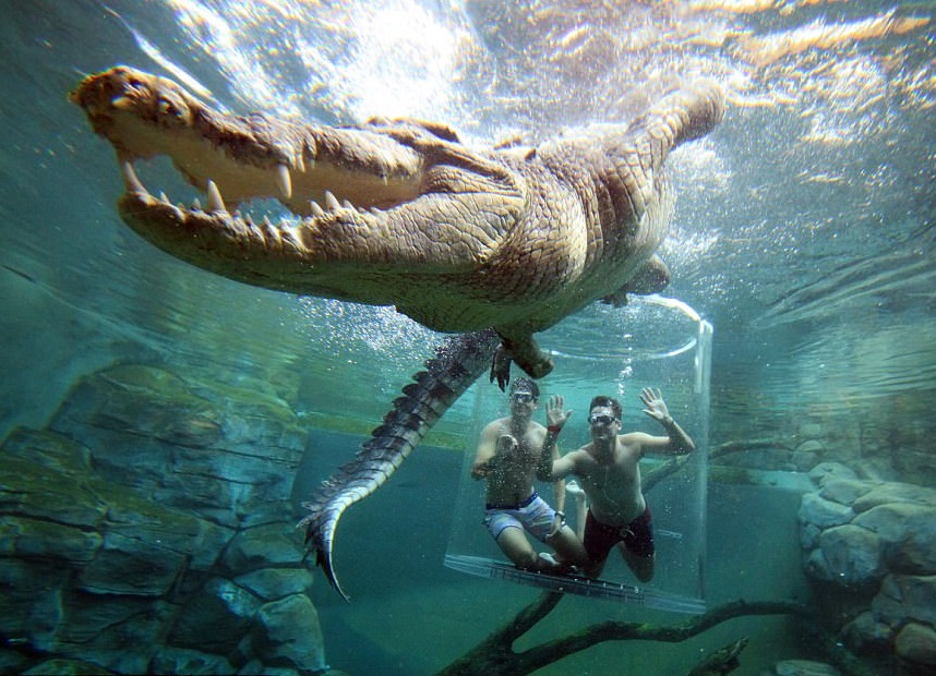 Parque de Australia permite nadar a turistas con cocodrilos
