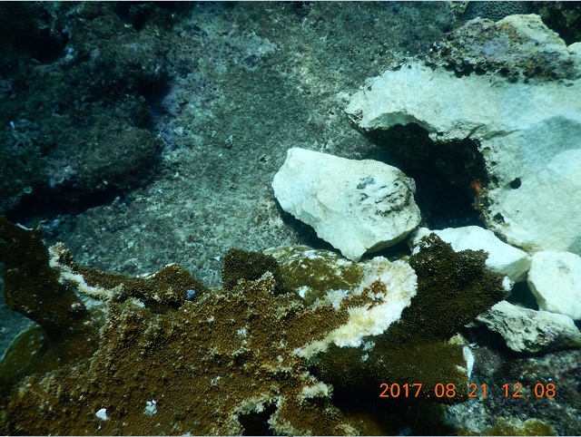 coral dañado por el buque antares, encallado