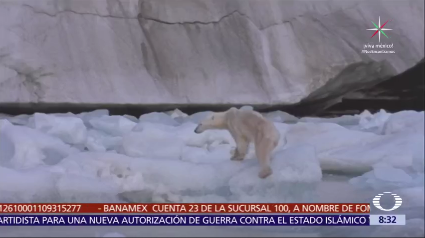 Dos tercios de la población de osos polares habrán muerto para 2050