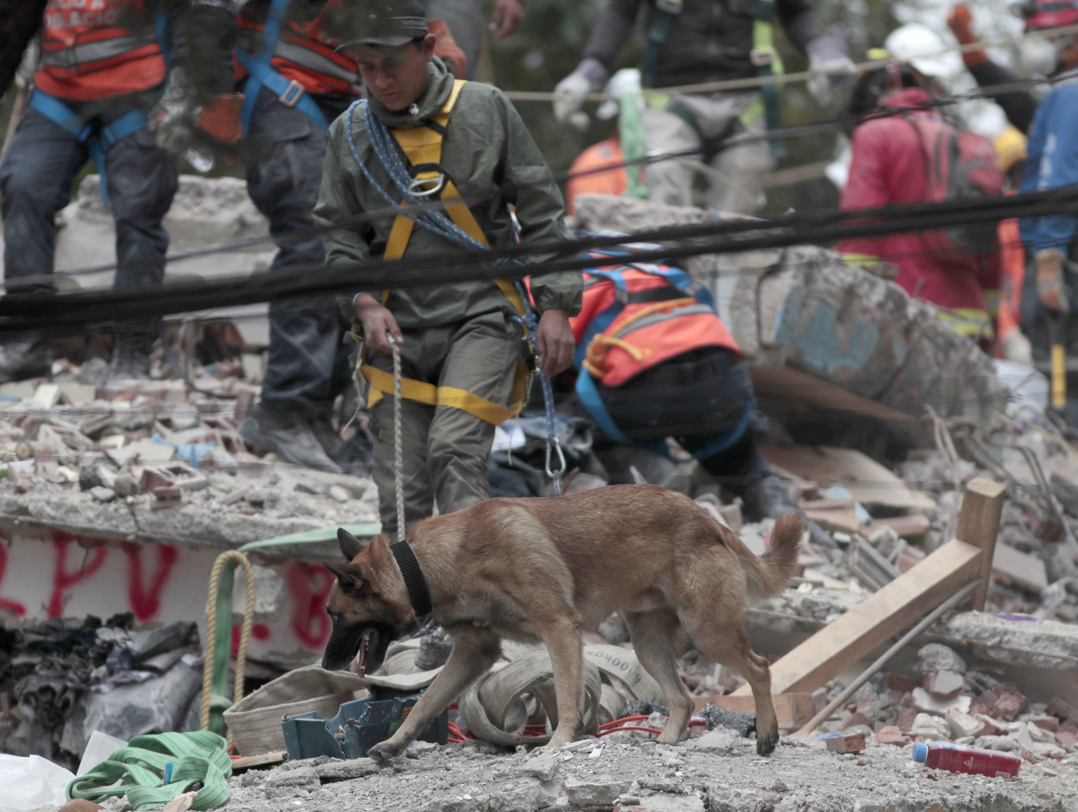 Equipo colombiano de rescatistas con perros entrenados llegó a México