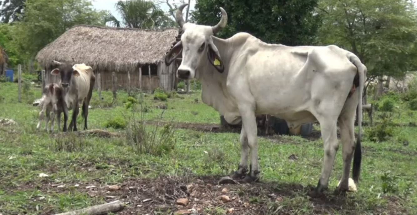 Histórica sequía afecta la reserva de Calakmul, en Campeche