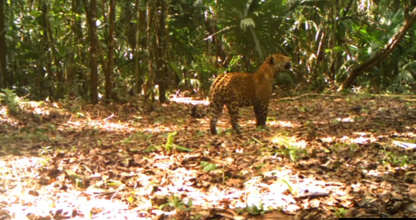 captan a jaguar merodeando zonas donde transitan humanos