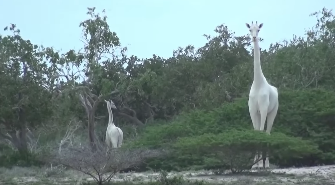 Por primera vez capturan en video a dos jirafas blancas en la naturaleza