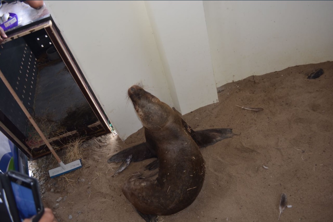 lobo marino muere por tortura en ecuador