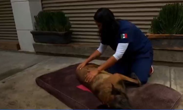 Realizan masaje a perro de la Sedena