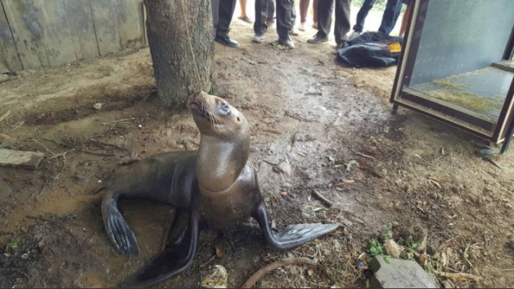 lobo marino muere despues de ser torturado en ecuador
