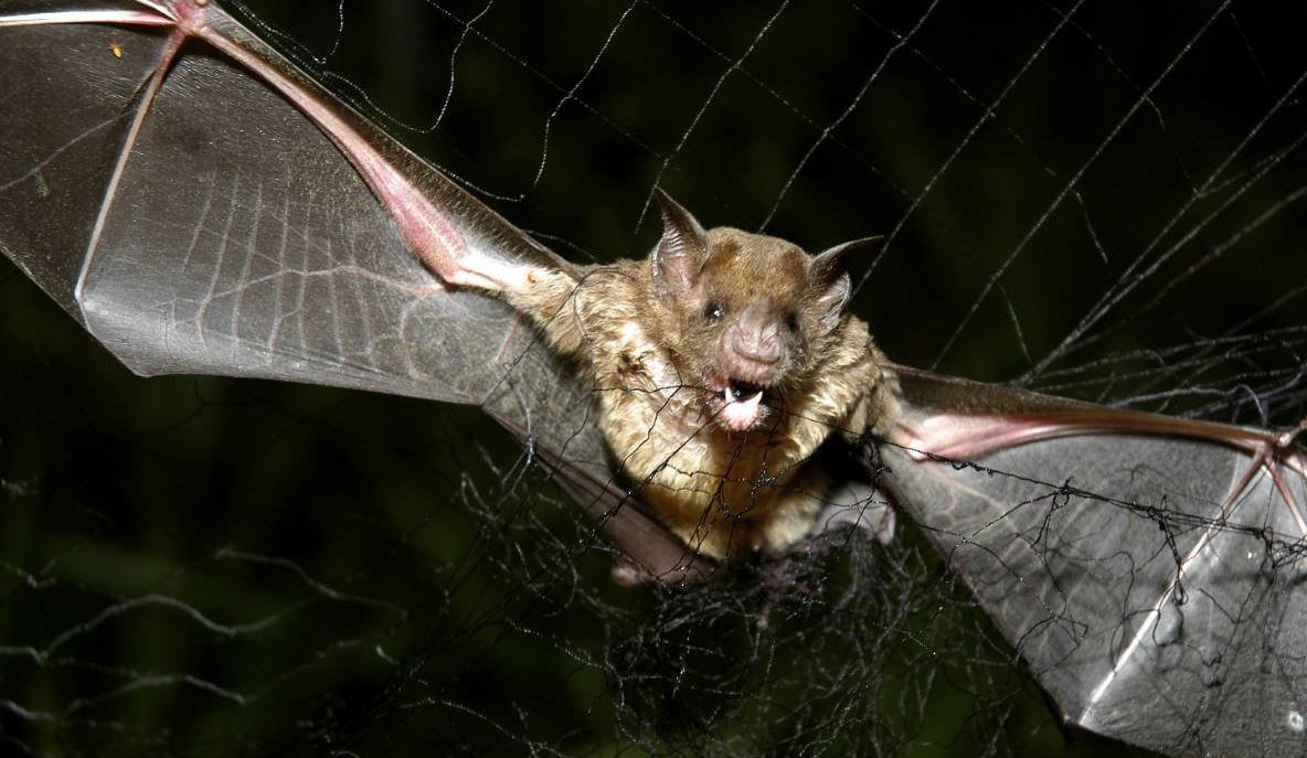 Yucatán busca combatir la propagación de los murciélagos vampiro