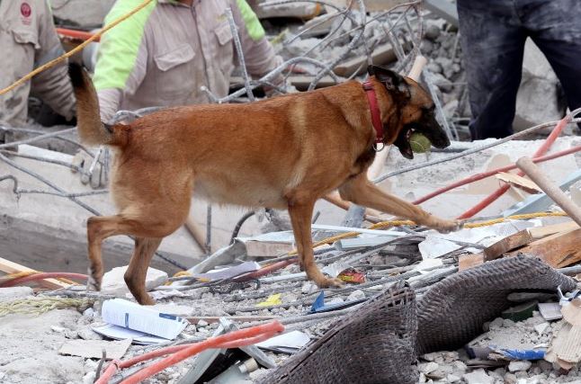 binomios caninos rescate sismo perros adiestrados