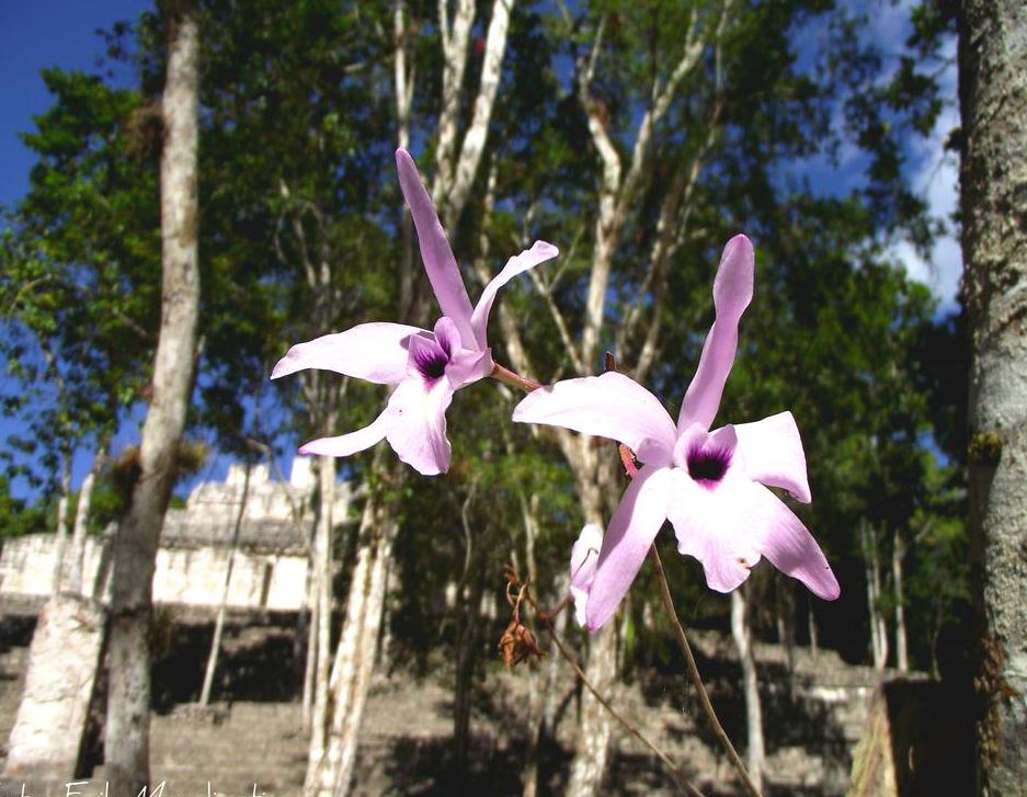 Crean unidad de manejo ambiental para proteger las orquídeas en Campeche
