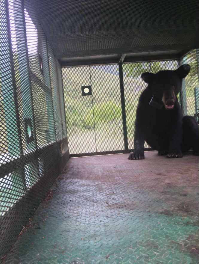 un oso negro es rescatado en NL