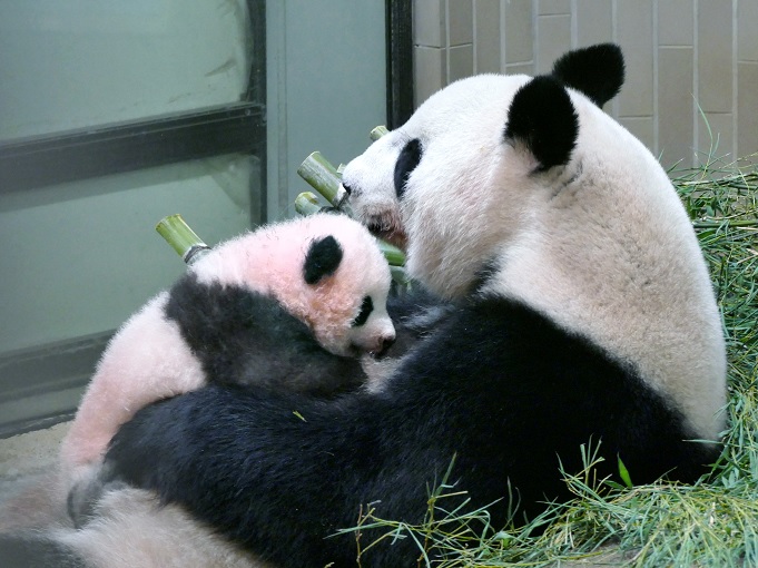 Bautizan Xiang Xiang a panda gigante del Zoológico de Tokio 