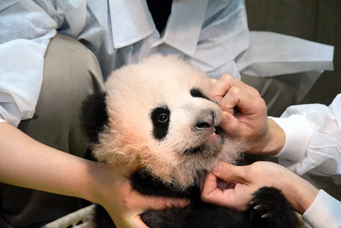  Bautizan Xiang Xiang a panda gigante del Zoológico de Tokio 