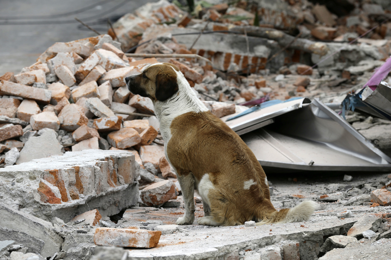 Oaxaca Chiapas, perros, mascotas, sismo