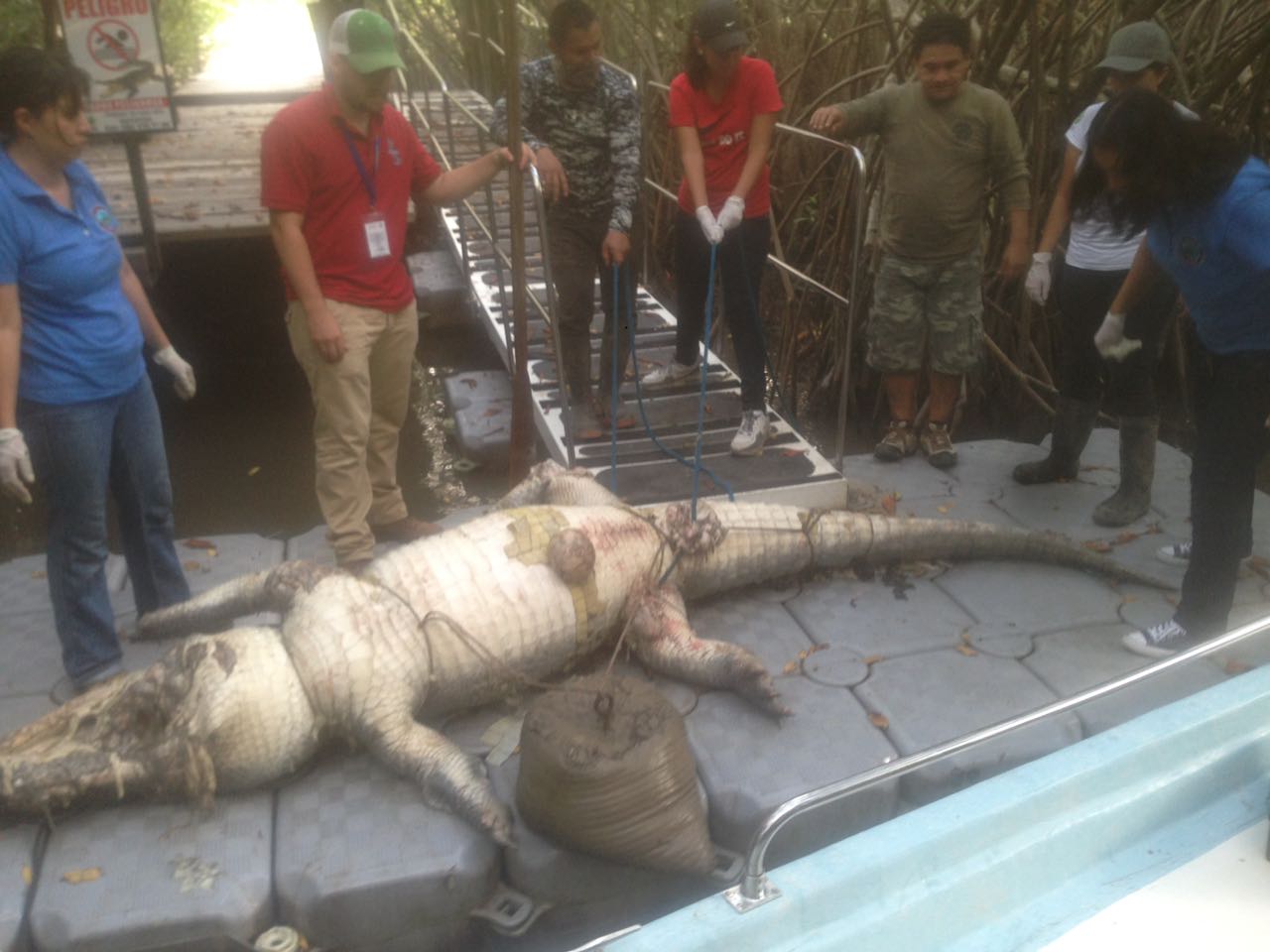 profepa invsetiga muerte de cocodrilo en puerto vallarta