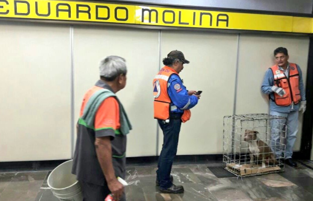 Protección Civil rescata a un perro en andén del Metro CDMX