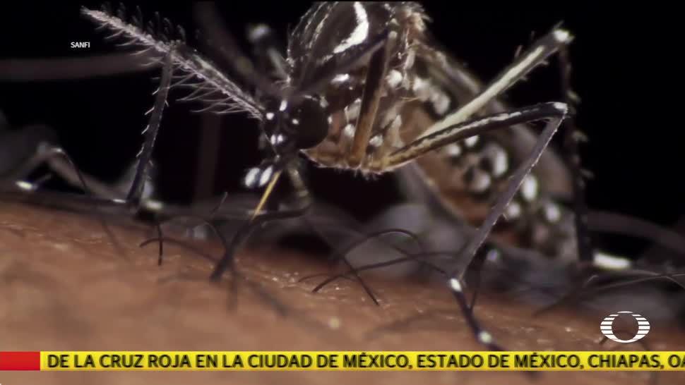 Zika podría combatir el cáncer cerebral