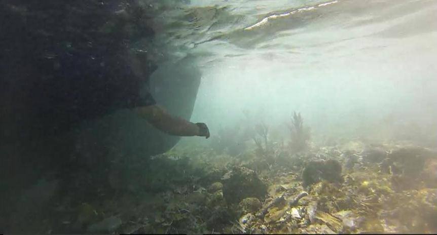 profepa inicia procedimiento encallamiento arrecife yucatan